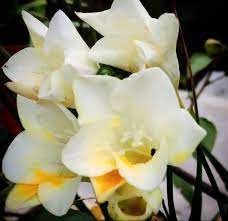 Freesia Flower Freesia Flowers Wholesale Flowers Flowers For Sale
