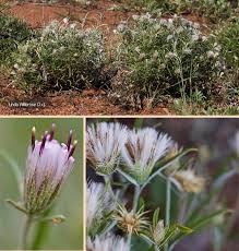 Image result for Dicoma anomala