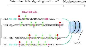 The making of a limited change in something making the exactly minimum degree of modification to her institutions necessary to fit them to new conditions— john strachey also : Signaling To Chromatin Through Histone Modifications Cell