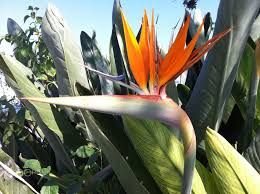 Strelitzia Strelitzia Cennet Kusu Cicegi Cennet Cicek Ahsap Duvar