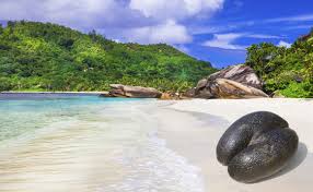 Közülük csupán néhány lakott, és a fősziget, mahé s a főváros. A Foldi Edenkert A Seychelles Szigetek Alomutazo