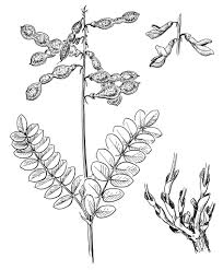 Image result for Hedysarum