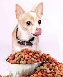 dog food for chihuahua s and seniors