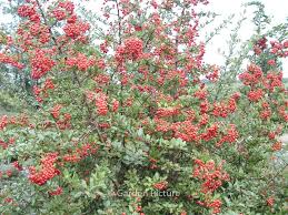 Image result for Pyracantha coccinea red column