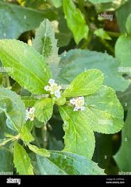 Image result for Lippia javanica