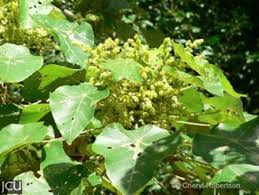 Image result for Macaranga capensis