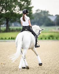 Whtite Horse Horse Equine Riding Equestrian Dressage Dressuur Schimmel Horse Photo Horse Pic Horses Equestrian Outfits Dressage Horses