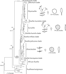 Image result for Acanthopale pubescens