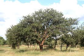 Image result for Acacia robusta