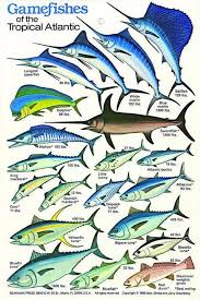 Thick Plastic Waterproof Gamefishes Of The Tropical Atlantic Id Card Fishingforbass Saltwater Fishing Fish Chart Salt Water Fishing