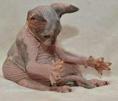 i swear it was this big hairless cat cat breeds cute animals