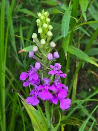 Image result for Cynanchum praecox