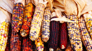 Image result for thanksgiving pictures