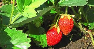 This makes it easier to control weeds, runners and pests. How To Plant And Grow Strawberries Gardener S Path
