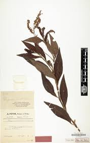 Image result for Vernonia agrianthoides