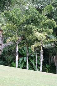 Image result for Caryota urens