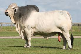 They are generally light to medium gray in color. Brahman Cattle Jb Show Cattle Brahman Hereford And F 1 Texas