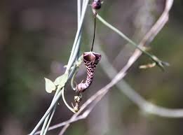 Image result for Ceropegia haygarthii
