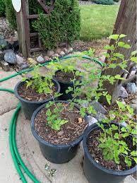 We did not find results for: Fruit Trees For Sale In Sheboygan Wisconsin Facebook Marketplace