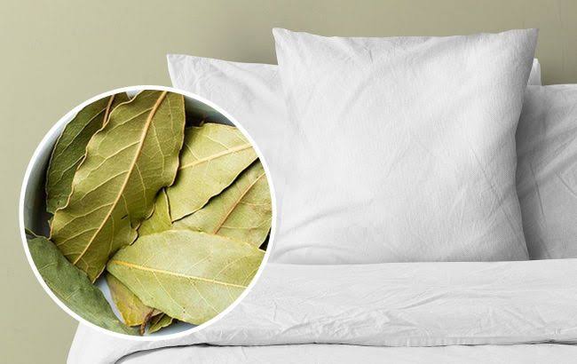 Benefits of placing bay leaf under pillow and in bathroom | RBC-Ukraine