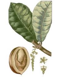 Image result for Terminalia catappa