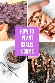 Both annual and perennial oxalis (oxalis spp.) spread readily without intervention. How To Plant Oxalis Bulbs Corms Easy Guide With Photos