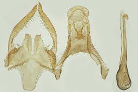 Image result for Scrobipalpula diffluella