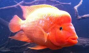 This is why many enthusiasts will keep their pet flowerhorn alone or as a mating pair in a separate tank. Red Devil Cichlid Complete Tank Care Guide 2021 Update