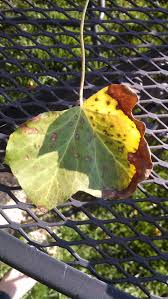 English ivy s a vining plant that smothers buildings and races across the ground. English Ivy Is Dying