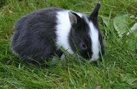Races De Lapins Nains Top 15 Avec Photos Mon lapin nain tête de lion se prénomme caesar et ma lapine angora chanel. races de lapins nains top 15 avec