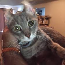 While people rely primarily on speech to communicate, cats predominately communicate in a silent language. Folding Cat Ears Back Fan Page Startseite Facebook