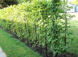 Hainbuchenhecken Weissbuche Carpinus Betulus Garten Hecken Garten Pflanzen Gartenhecke