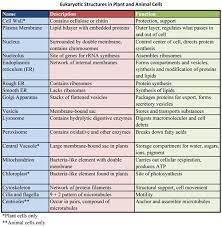 Prokaryote Vs Eukaryote Biology College Teaching Biology Microbiology Study