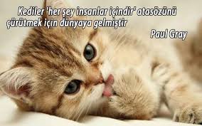 Kedi Ve Dostluk Temali Sozler Ile Ilgili Gorsel Sonucu Kediler Ve Yavrulari Kedi Yavru Kediler