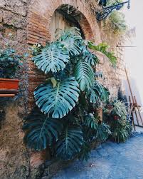Massive Monstera Deliciosa In Sorrento However This Isn T Even Close To How Big They Can Get Up To 20m High Monstera Deliciosa Monstera Plant Leaves