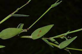 Image result for Urochloa villosa