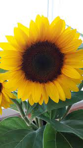 Sunflower Sunflower Pictures Sunflower Wallpaper Sunflower Garden