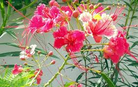 Bird Of Paradise Flower Meaning In Tamil Mayil Kondrai Poinciana Flowers Bloom