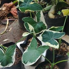 Jual Tanaman Hias Keladi Kantong Semar Caladium Varigata Kab Bogor Lovegarden Tokopedia