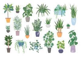 Search for house plants by ease of care, lighting needs, even flowers, foliage and house plants bring the fresh beauty of the outdoors inside your home. Which Houseplant Is Right For You Houstonia Magazine
