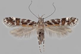 Image result for Ericinella