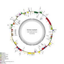 Image result for Synandrodaphne paradoxa