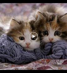 Warm Up Your Heart With These Photos Of The Moment When Cat Heating Himself Up During Cold Weather In 2020 Cute Cartoon Animals Cats Cute Animal Videos