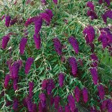 Butterfly Bush How To Plant Grow And Care For Buddleia The Old Farmer S Almanac Plants Daylily Garden Butterfly Bush