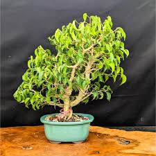 Image result for Ficus benjamina