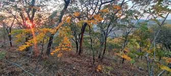 Image result for Dalbergia nitidula