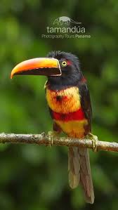 Image result for Dicoma galpinii