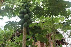 200+ gambar lucu bikin ngakak yang konyol dan gokil abis update terbaru 2018. Bila Kita Berbudi Pada Tanah Azie Kitchen