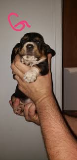 Maybe you would like to learn more about one of these? Basset Hound Puppies For Sale Rocky Mount Va 294897