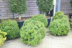 Image result for Pieris japonský little heath obrázek